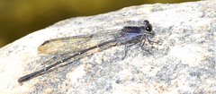 Argia tezpi