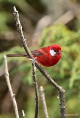Cardellina rubra