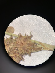 Carex triangularis
