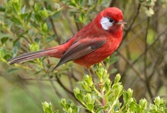Cardellina rubra