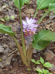 Curcuma inodora