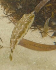 Sphoeroides spengleri