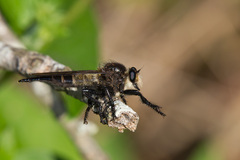 Promachus painteri