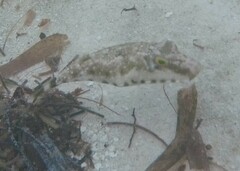 Sphoeroides spengleri