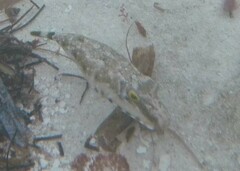 Sphoeroides spengleri