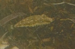 Sphoeroides spengleri