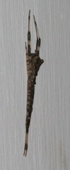 Episinus israeliensis