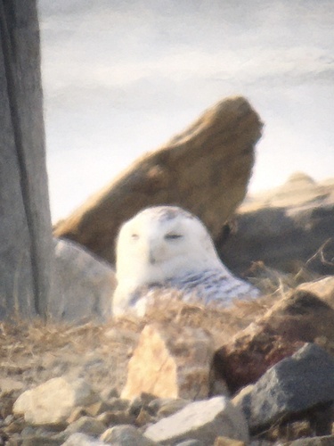 Snowy Owl photographed in New Hampshire