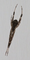 Episinus israeliensis