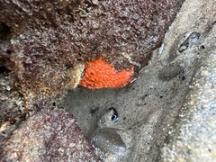 Endectyon hispitumulus