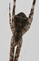 Episinus israeliensis
