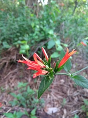 Dicliptera squarrosa