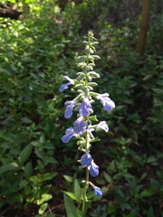 Salvia pallida