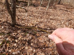 Liquidambar styraciflua