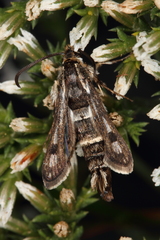 Dipchasphecia lanipes
