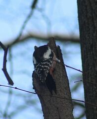Dendrocopos major