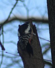 Dendrocopos major