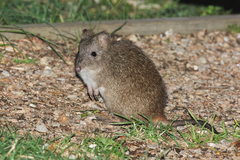 Potorous tridactylus