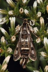 Dipchasphecia lanipes