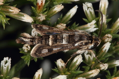 Dipchasphecia lanipes