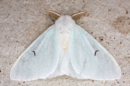 Arctornis l-nigrum Müller, 1794