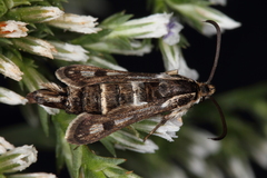 Dipchasphecia lanipes