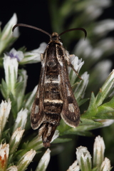Dipchasphecia lanipes
