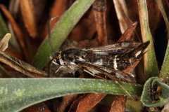 Dipchasphecia lanipes