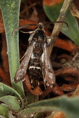 Dipchasphecia lanipes