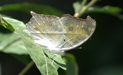 Protogoniomorpha anacardii