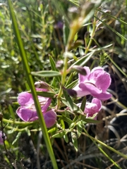 Agalinis genistifolia
