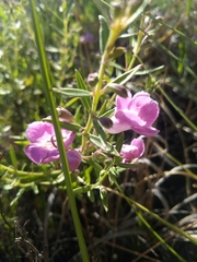 Agalinis genistifolia