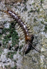Lithobius variegatus rubriceps