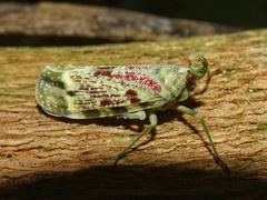 Enchophora rosacea