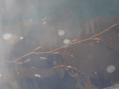 Membranipora membranacea