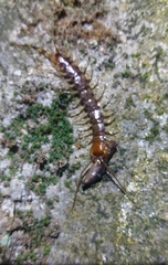 Lithobius variegatus rubriceps