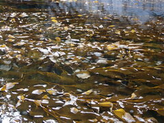 Membranipora membranacea