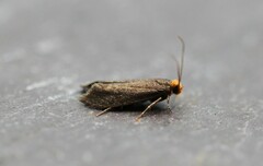 Cephimallota crassiflavella