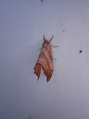 Drepana bilineata
