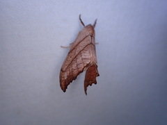Drepana bilineata