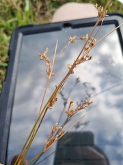 Juncus usitatus