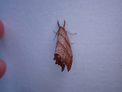 Drepana bilineata