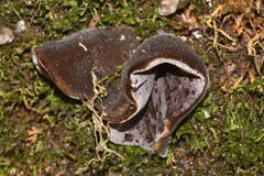 Auricularia polytricha