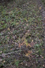 Agrimonia pilosa