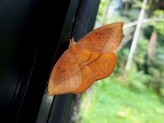 Saturniidae