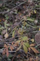 Agrimonia pilosa