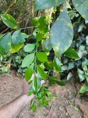 Trichilia havanensis