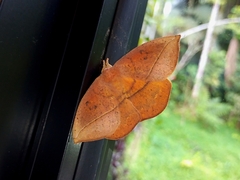 Saturniidae