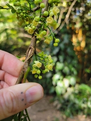 Trichilia havanensis