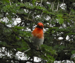 Anaplectes rubriceps